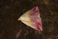 Eublemma purpurina