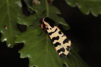 Arctia tigrina