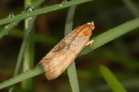 Pterothrixidia rufella