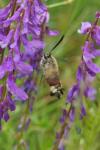 Hemaris fuciformis