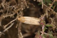 Pterothrixidia rufella