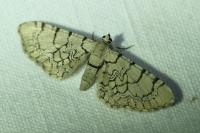 Eupithecia venosata
