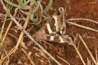 Grammodes stolida