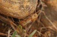 Pterothrixidia rufella