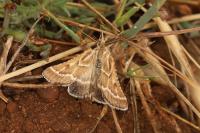 Synaphe bombycalis
