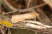 Pterothrixidia rufella