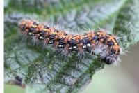 Euplagia quadripunctaria