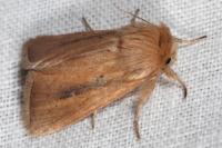 Sesamia nonagrioides