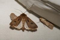 Agrotis exclamationis exclamationis