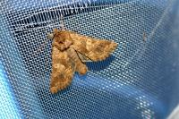 Conisania luteago olbiena