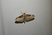 Idaea filicata