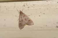 Mecyna asinalis