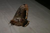 Saturnia pyri