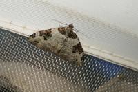 Xanthorhoe fluctuata