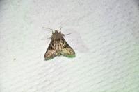 Autographa gamma
