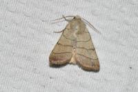 Charanyca trigrammica