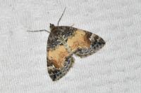 Dysstroma truncata