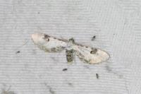 Eupithecia centaureata