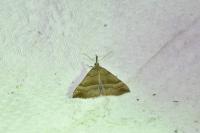 Hypena proboscidalis