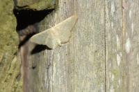 Idaea aversata