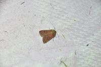 Mythimna albipuncta