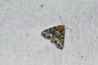 Oligia strigilis
