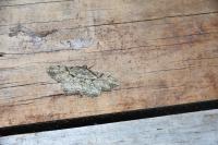 Peribatodes rhomboidaria rhomboidaria