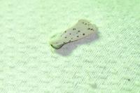 Spilosoma lubricipeda