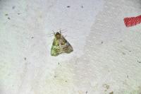 Tethea ocularis