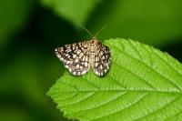 Chiasmia clathrata