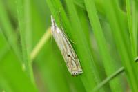 Crambus lathoniellus