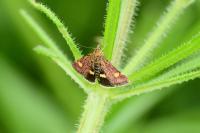 Pyrausta aurata