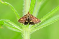 Pyrausta aurata