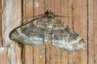 Xanthorhoe spadicearia