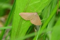 Minoa murinata