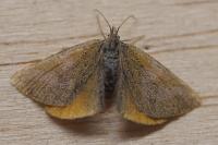 Lythria purpuraria