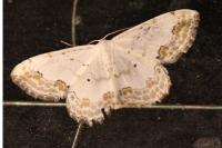 Scopula ornata
