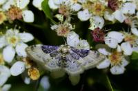 Idaea filicata