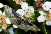 Idaea filicata