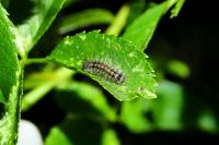 Lymantria dispar