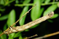 Dyscia penulataria