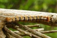 Lasiocampa quercus quercus