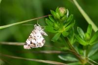 Epirrhoe tristata
