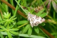 Epirrhoe tristata