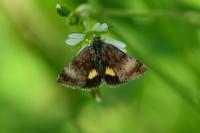 Panemeria tenebrata