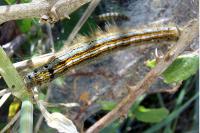 Malacosoma neustria