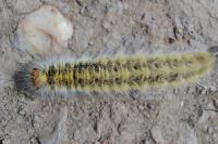 Lasiocampa trifolii trifolii