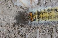 Lasiocampa trifolii trifolii