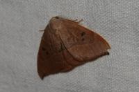 Watsonalla binaria