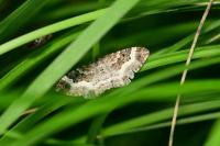 Epirrhoe alternata